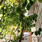Alacati Antik * Çeşme